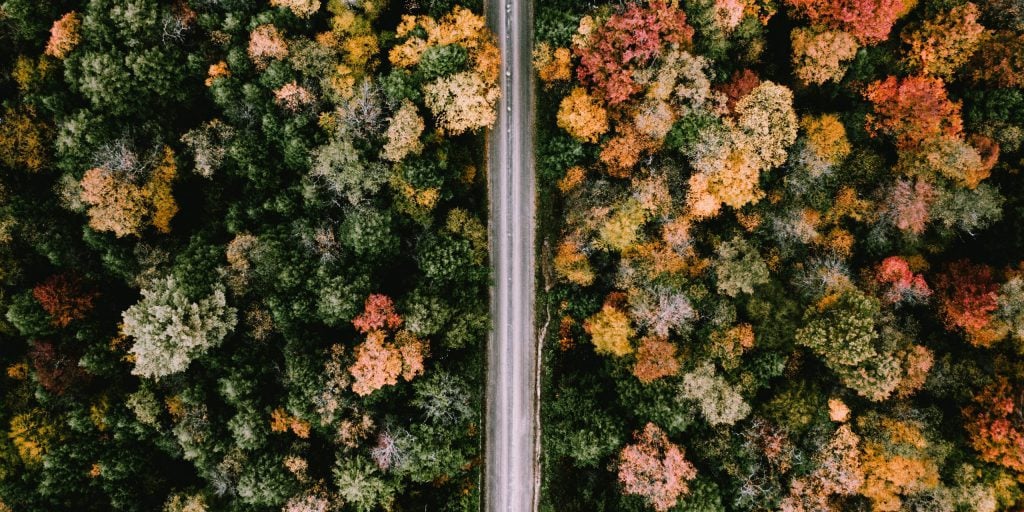 Road surrounded by fall foliage and trees