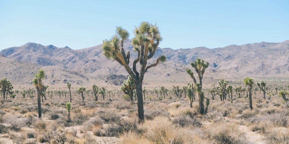 Joshua Tree