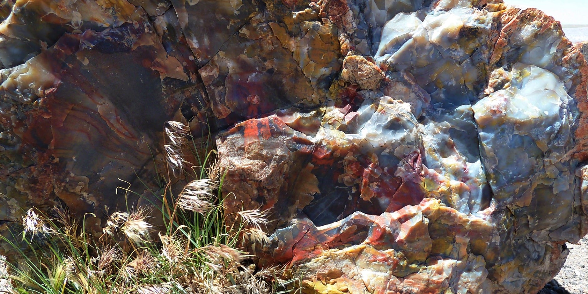 petrified-62173