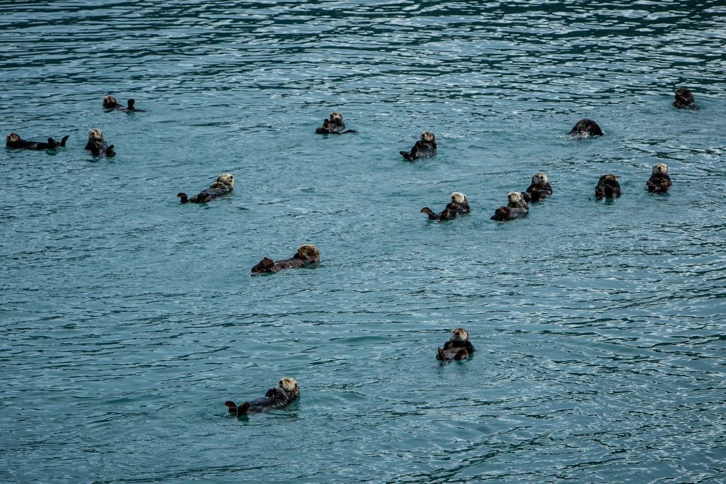 hella-otters-copy