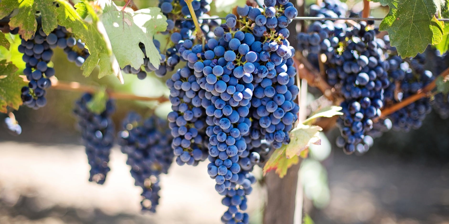 purple-grapes-553464