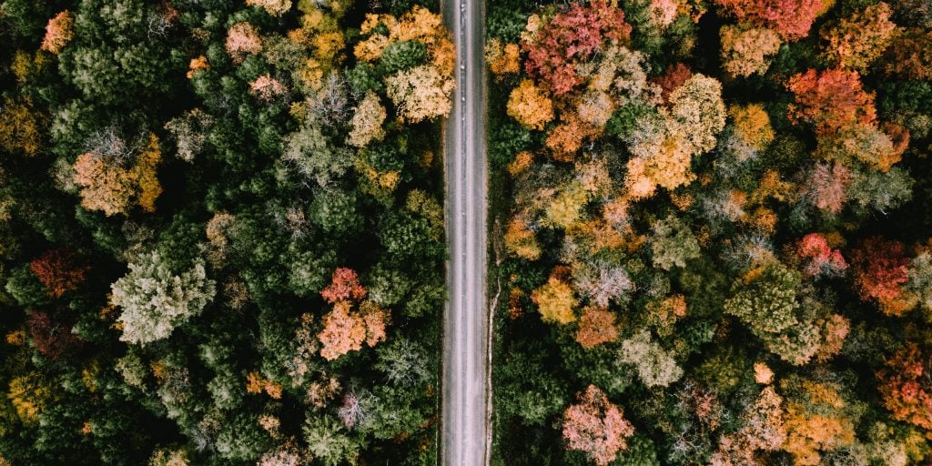 Road surrounded by fall foliage and trees