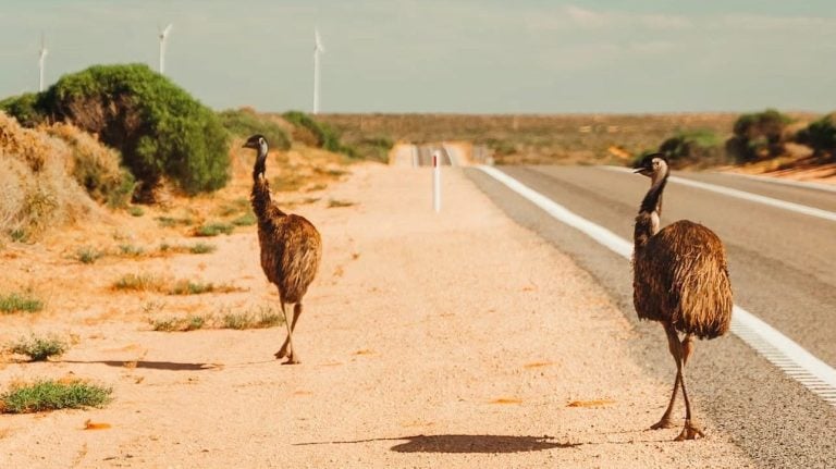Emus spotted roadside in Francois Peron National Park along the Perth to Broome road trip