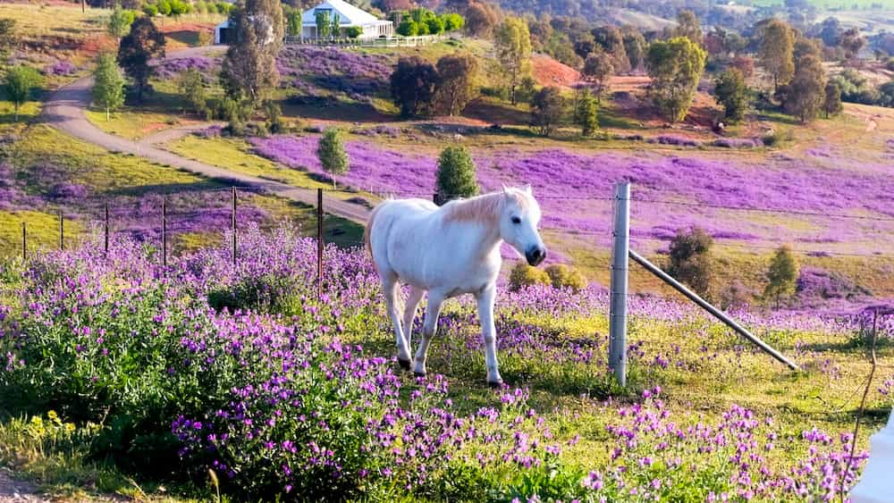 A horse in a field, photo taken roadside along the Canberra to Melbourne trip.
