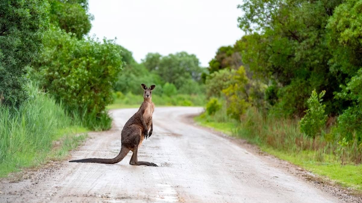 A kangaroo on a dirt road just outside of Lakes Entrance.