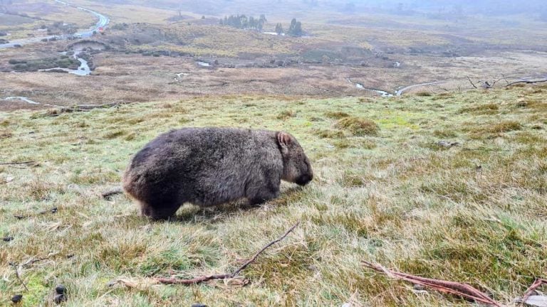 A wombat photographed in Cradle Mountain, a must see stop along the Hobart to Launceston drive.