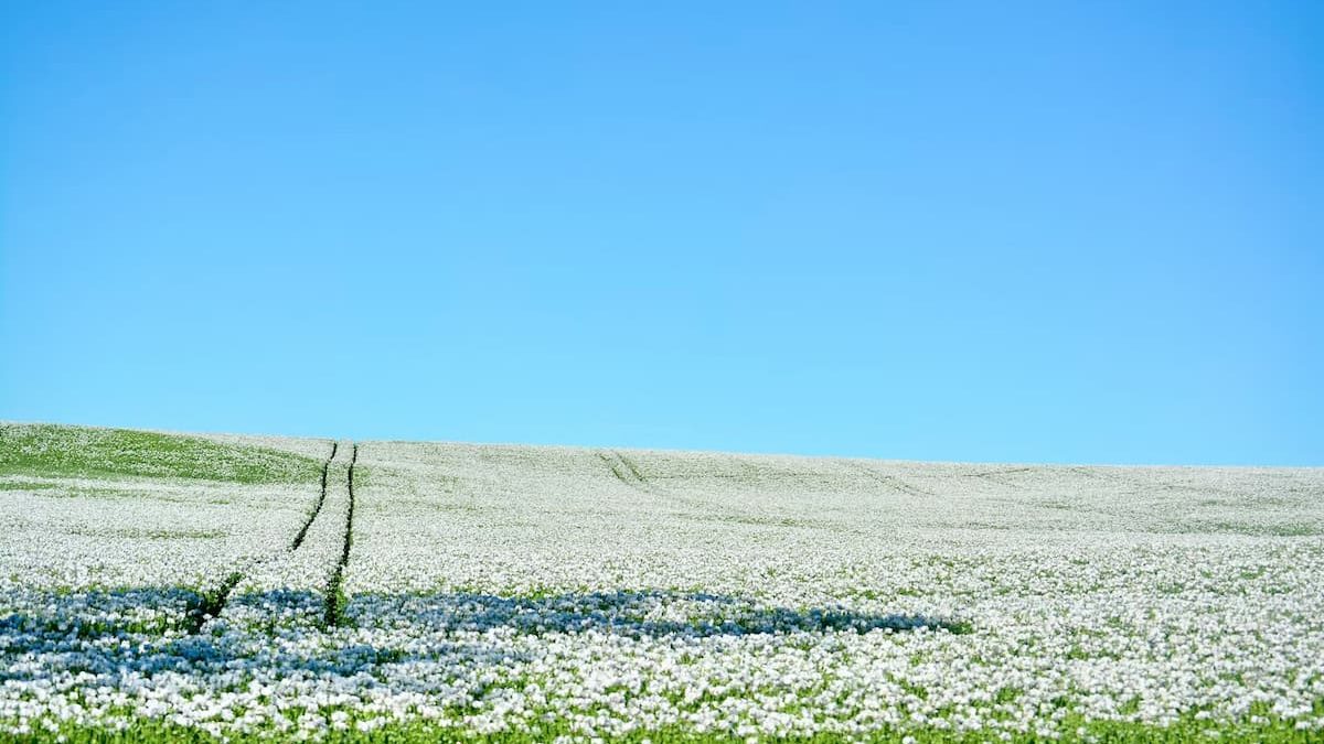 Poppy field near Launceston, a great final stop on the Hobart to Launceston road trip.