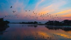 Birds flying over a lake at Kakadu National Park, a popular Darwin day trip destination.