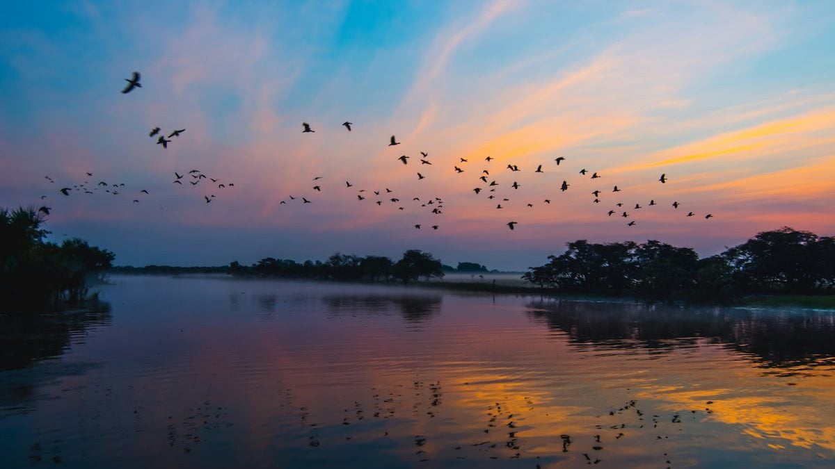 Birds flying over a lake at Kakadu National Park, a popular Darwin day trip destination.