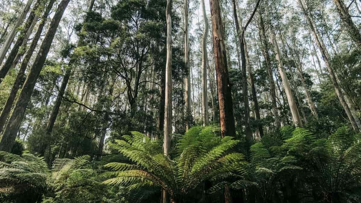 Check out the Californian Redwoods in Great Otway National Park on your next road trip from Melbourne
