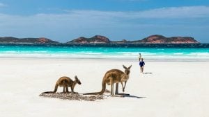You're sure to see lots of amazing wildlife on a Perth to Adelaide road trip