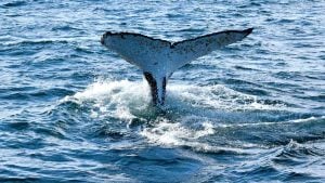 Witness marine life in their natural habitat on your next Huskisson camping trip