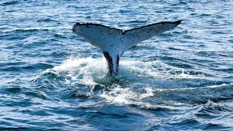 Witness marine life in their natural habitat on your next Huskisson camping trip