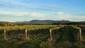 Vineyard in Denman, NSW