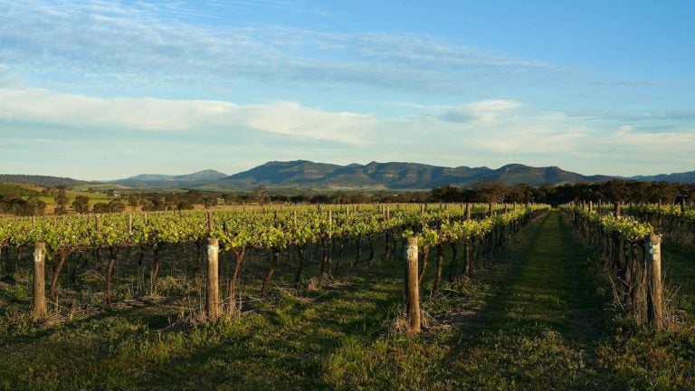 Vineyard in Denman, NSW