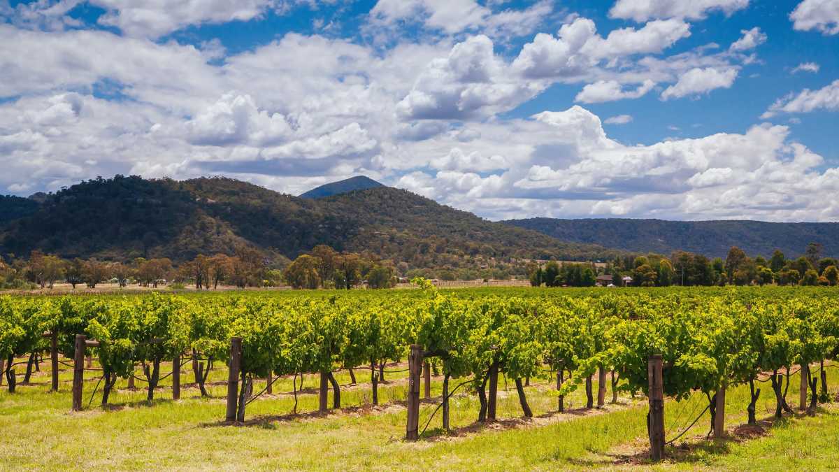 Hunter Valley to Muswellbrook: The ultimate drive guide.