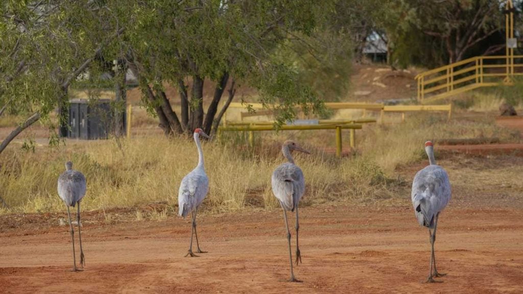 A family of Brolgas in Longreach, Queensland