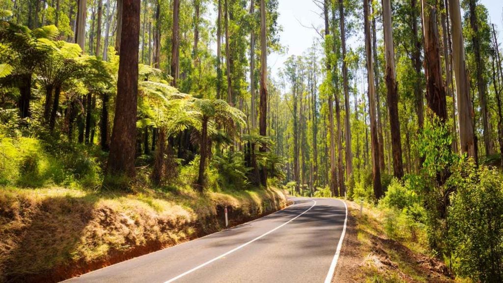 Top scenic routes Melbourne. Black Spur Drive
