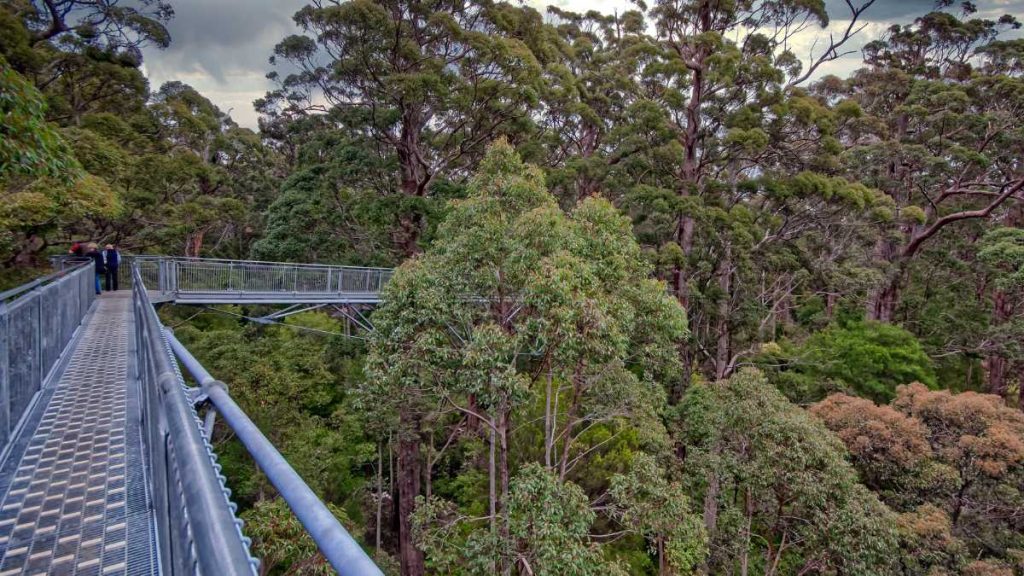 Tree Top Walk, Walpole, WA