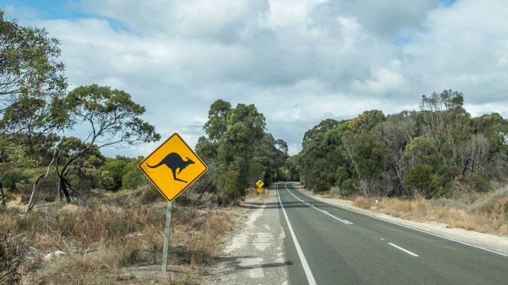 What to do if you hit an animal while driving in Canberra, ACT, Australia. Picture shows a Kangaroo warning sign on a road in Australia