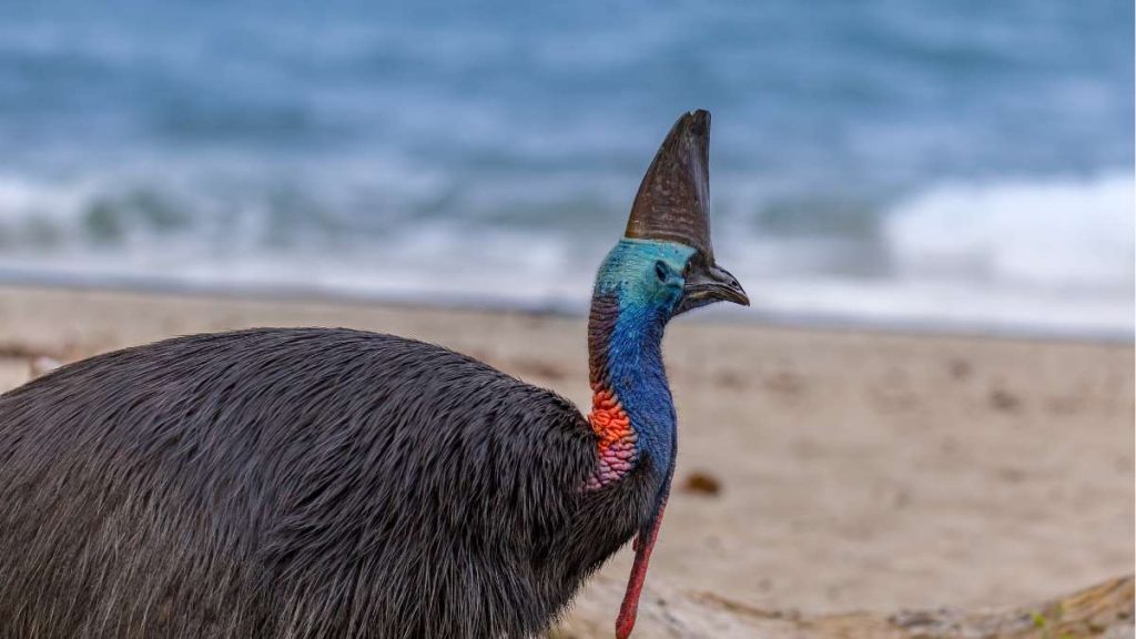 Southern Cassowary walking on the Beach of Etty Bay