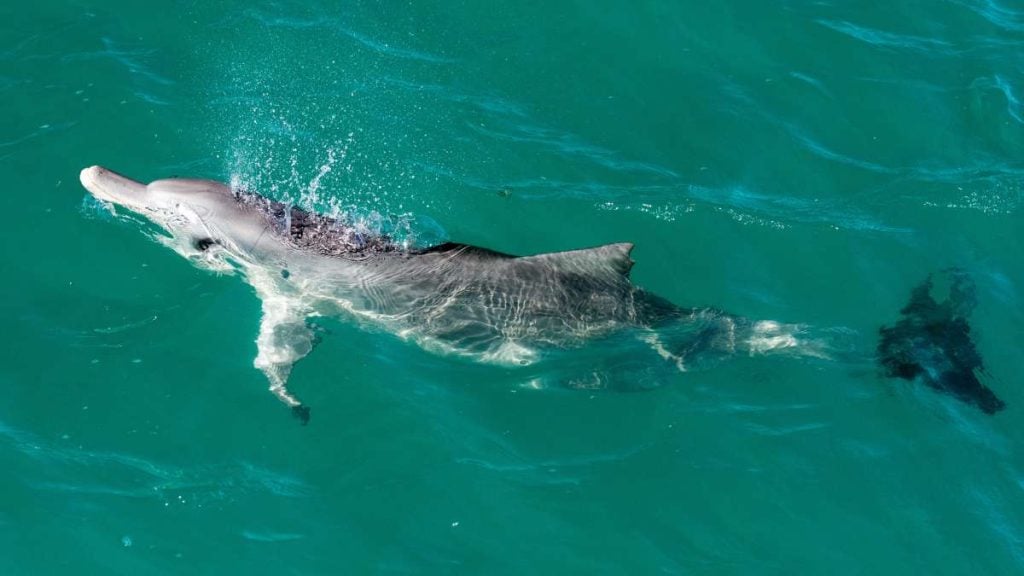 Bottlenose Dolphins near the shore at Monkey Mia, WA