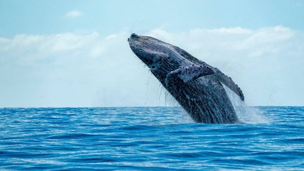The 10 best things to do in Hervey Bay (2024). Whale watching in Hervey Bay