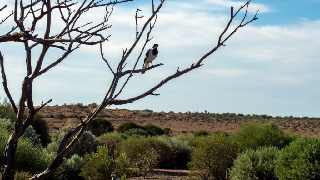 Australian Arid Lands Botanic Garden, Port Augusta