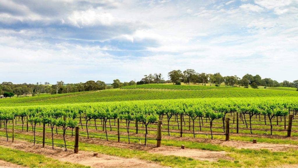 Barossa Valley