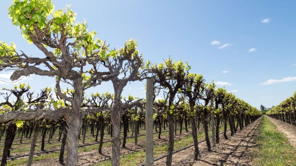 Vineyard in Renmark, Australia