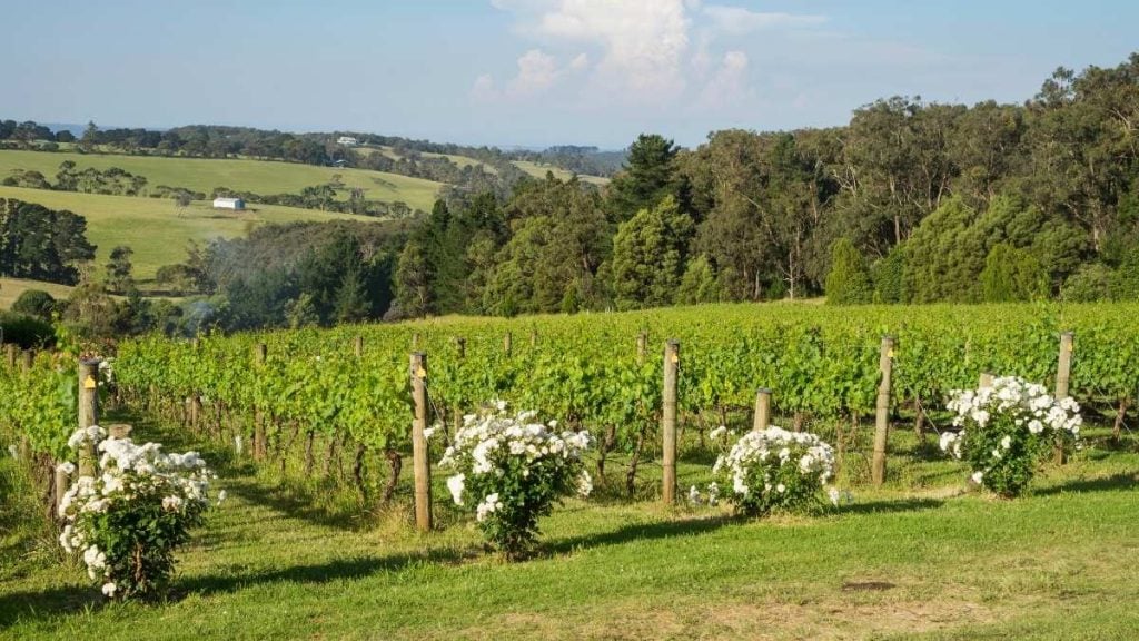 A vineyard located around Red Hill in the Mornington Peninsula