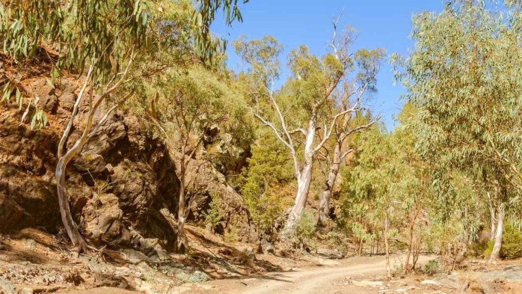 Bunyeroo Gorge