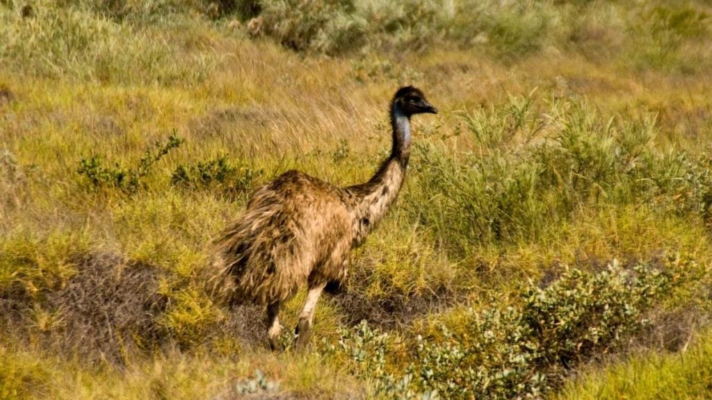 Emu in Exmouth, Western Australia's Coral Coast