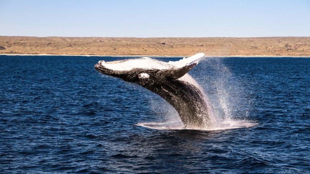 Ningaloo Marine Park, West Australia's Coral Coast