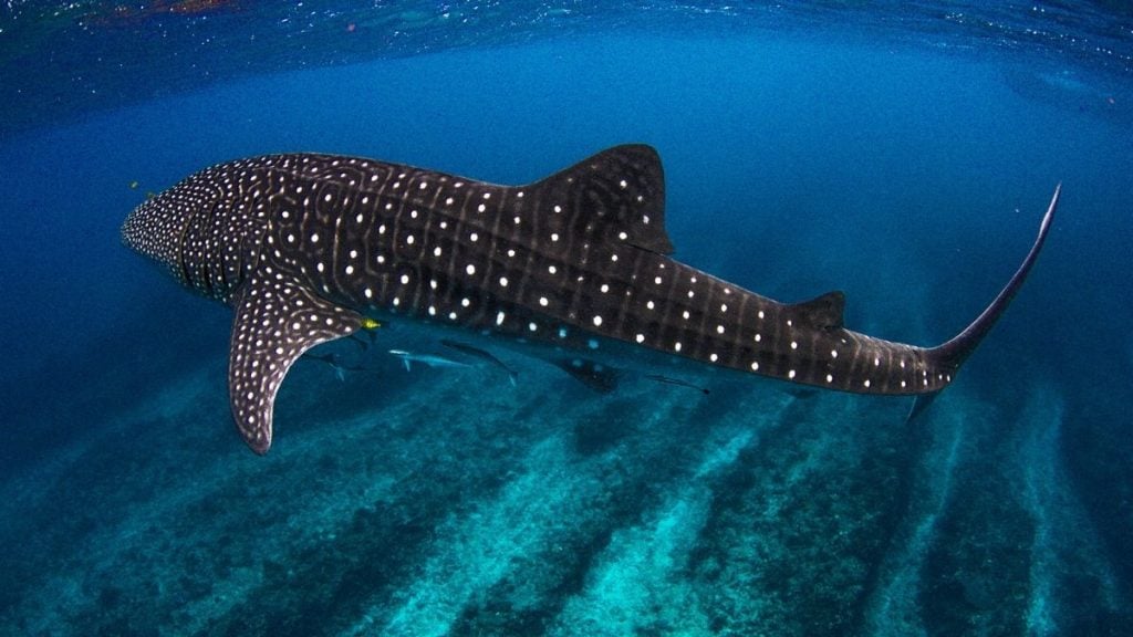 A Whale shark in the clear waters of Ningaloo Reef, WA
