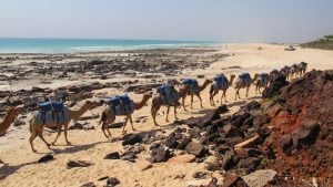 The 10 best things to do in Broome (2024)