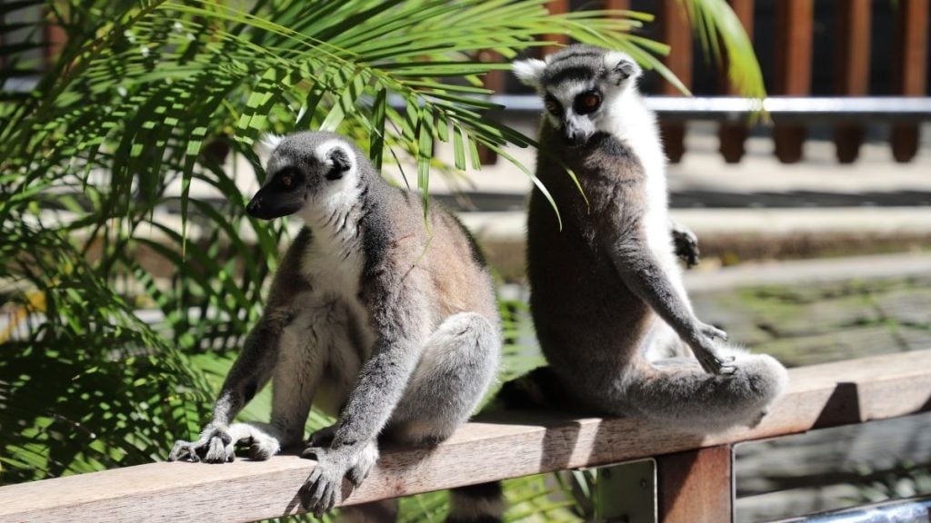 Currumbin Wildlife Sanctuary, Queensland