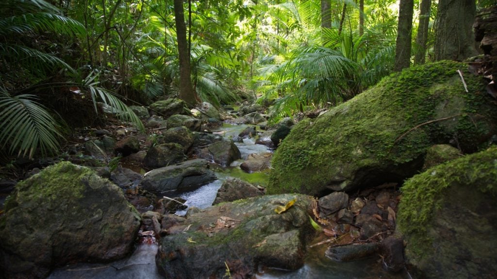 Daintree Rainforest, Cape Tribulation , Queensland