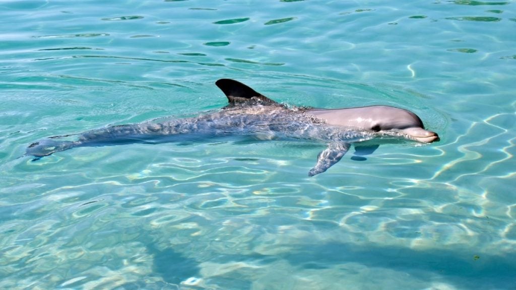 The Dolphin Discovery Centre in Bunbury