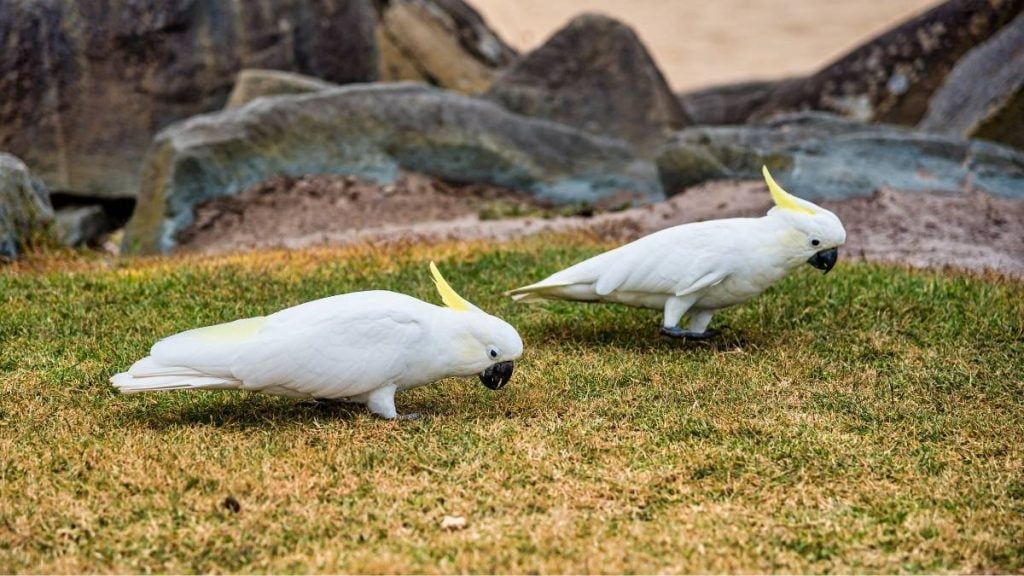 Galahs at the Werribee Open Range Zoo in Melbourne
