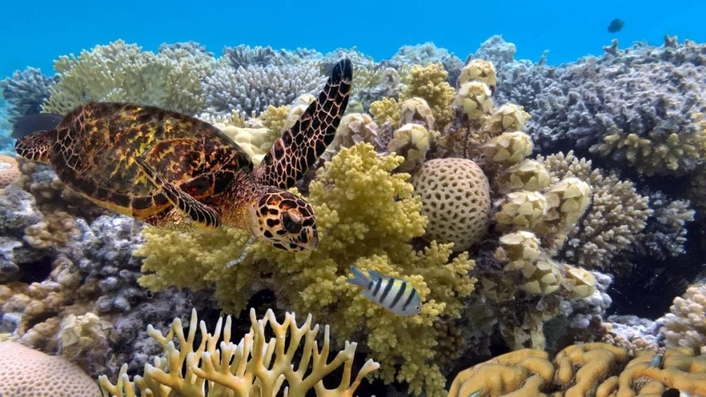 Top things to do in Port Douglas. In picture: Great Barrier Reef