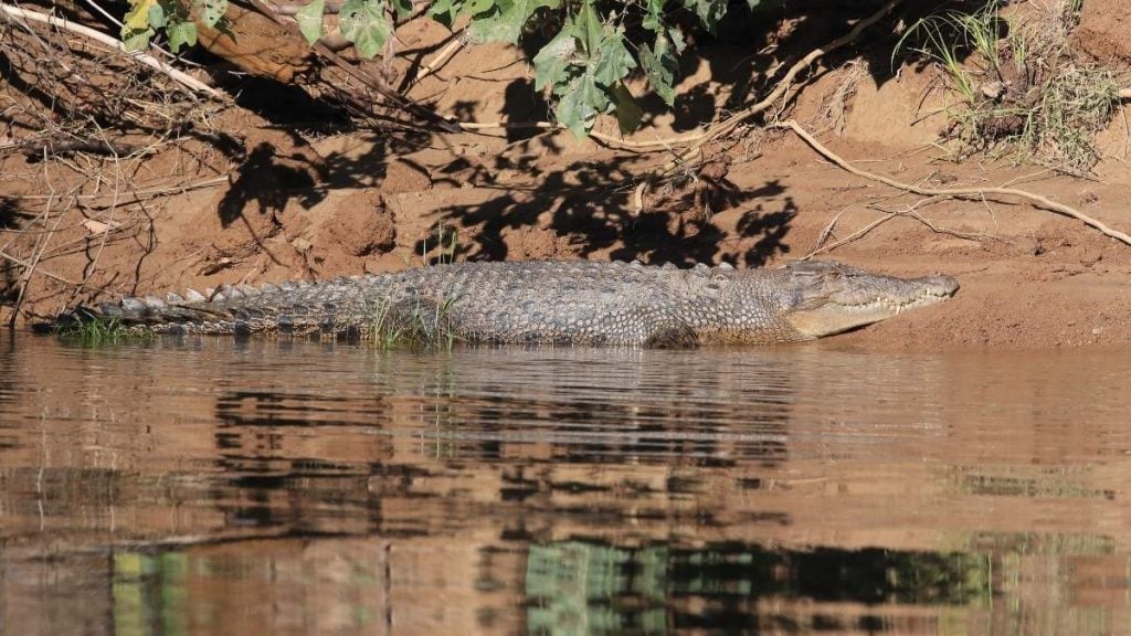 Hartley crocodile adventures