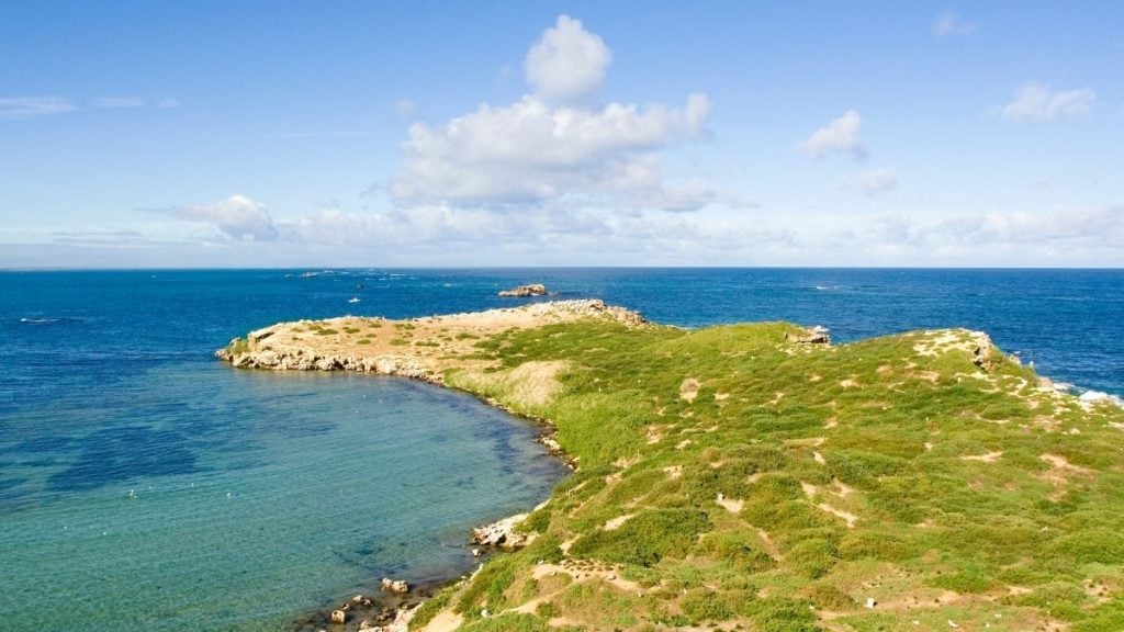 Penguin island, WA, Australia