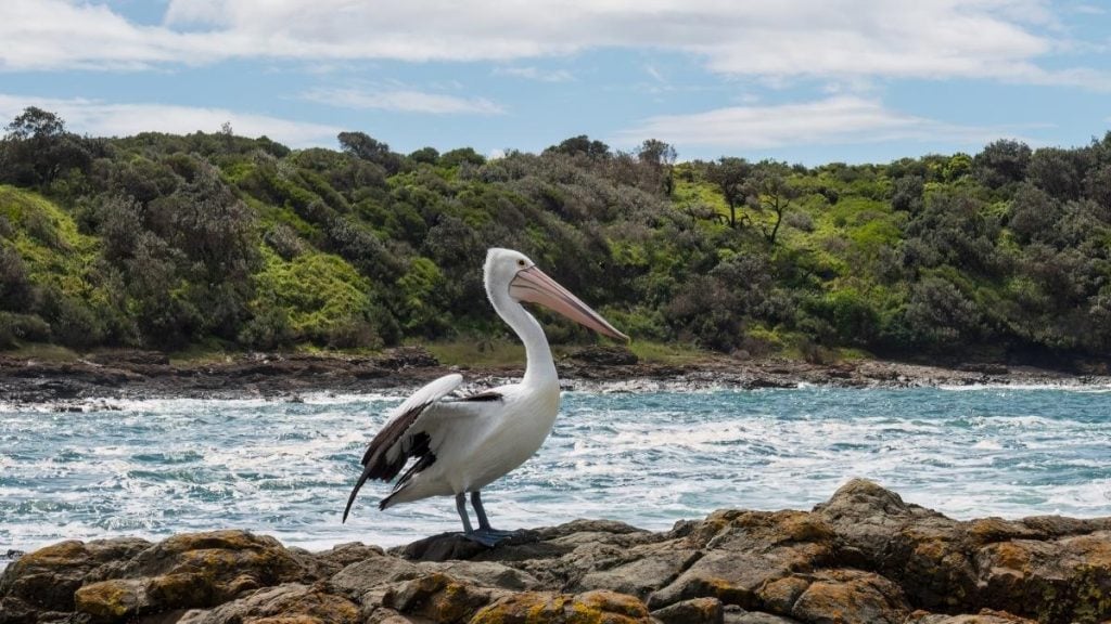 Grand Pacific Drive: The ultimate coastal NSW driving experience. In picture: Australian pelican perched on rocks at Killalea Beach, NSW, Australia