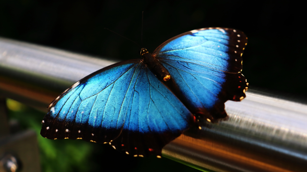 Toronto to London drive: The ultimate road trip guide. Cambridge Butterfly Conservatory, ON.