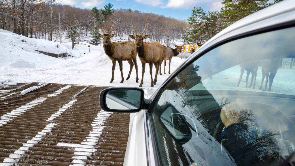 Ottawa to Montreal drive: The ultimate road trip guide. Parc Omega, Montebello, QC.
