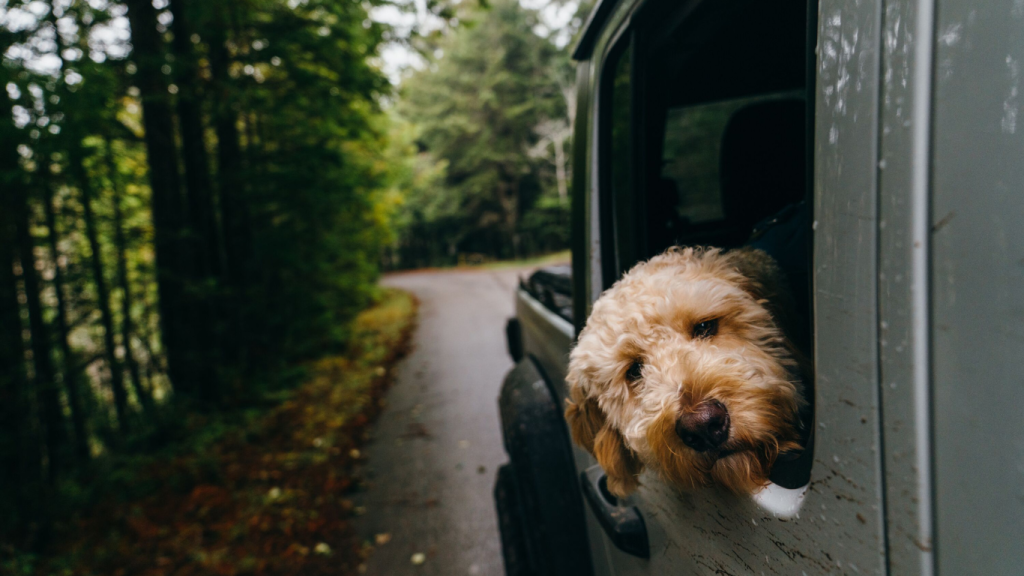 The best rental cars for can’t-miss activities in Edmonton