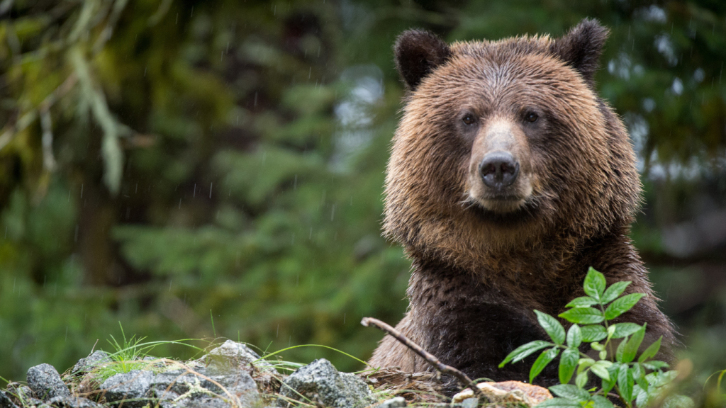 Top 5 things to do in Kamloops A grizzly bear at BC Wildlife Park, Kamloops, BC
