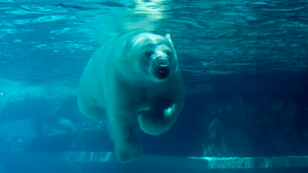 Top 5 things to do in Winnipeg Polar bear swimming at Assiniboine Park Zoo, Winnipeg, MB