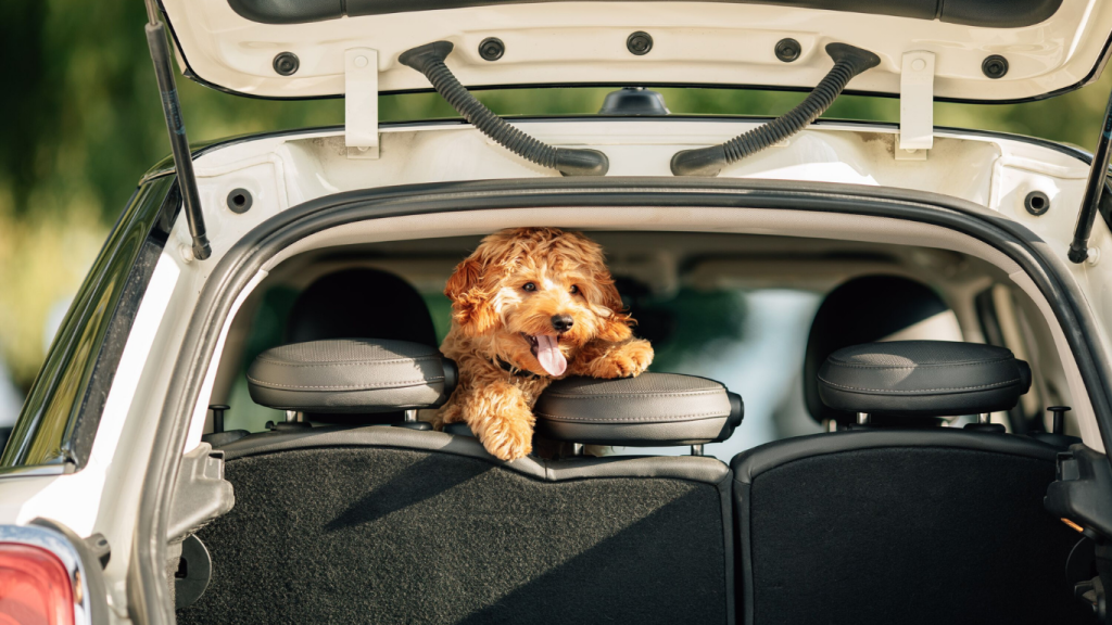 Car rentals to get out and experience the best things to do in Montreal